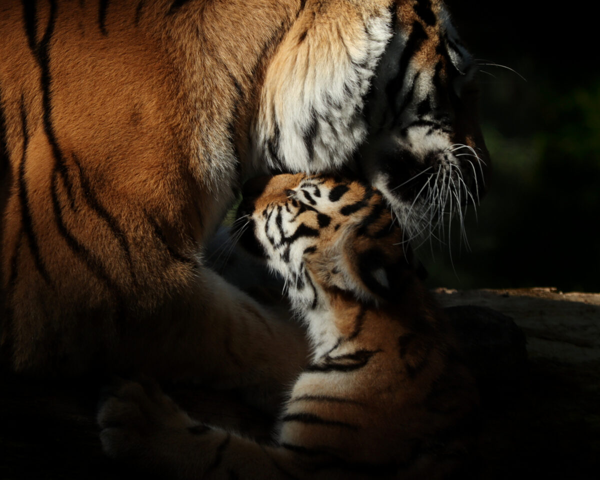 Zoo Köln Sibirische Tigerin Katinka mit Baby Tochka beim Spielen und Kuscheln