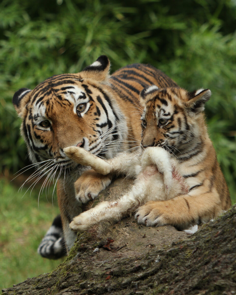 Allwetterzoo Münster Sibirische Tigerin Raya mit Baby