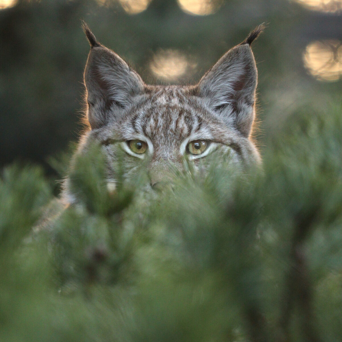 Tierpark Hellabrunn Luchs Nachwuchs Abendlicht Sonnenuntergang