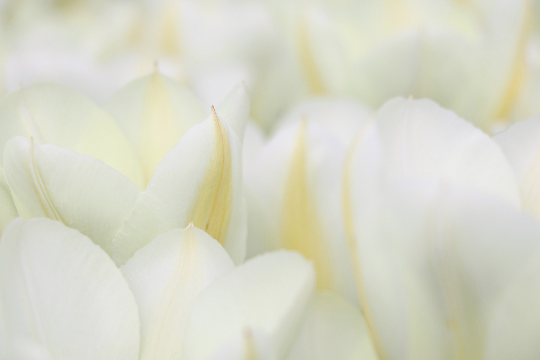 Botanischer Garten München Tulpen