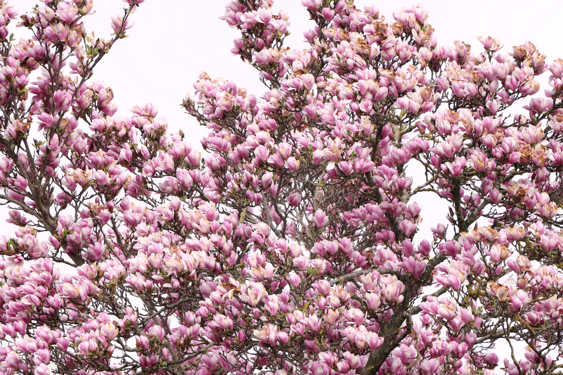 Botanischer Garten München Magnolien