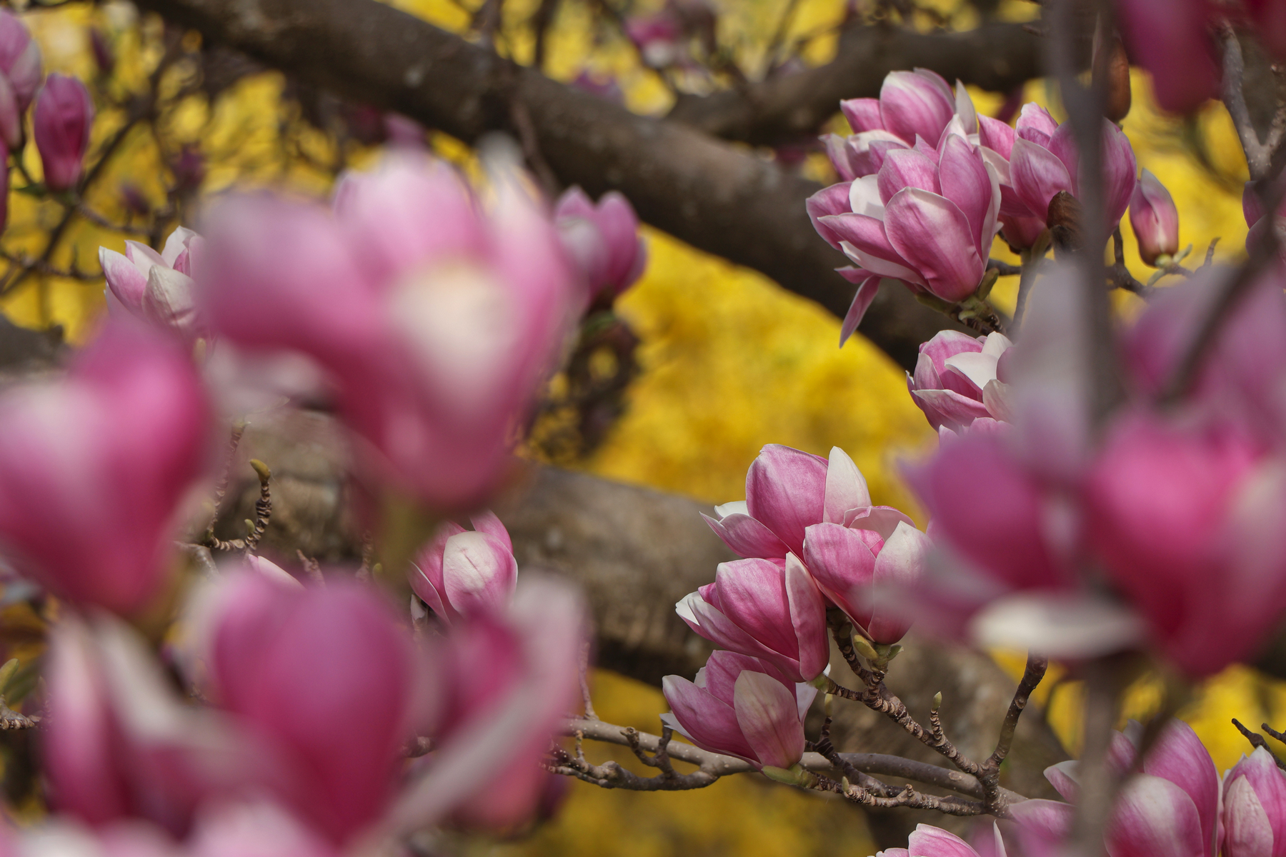 Botanischer Garten München Magnolien