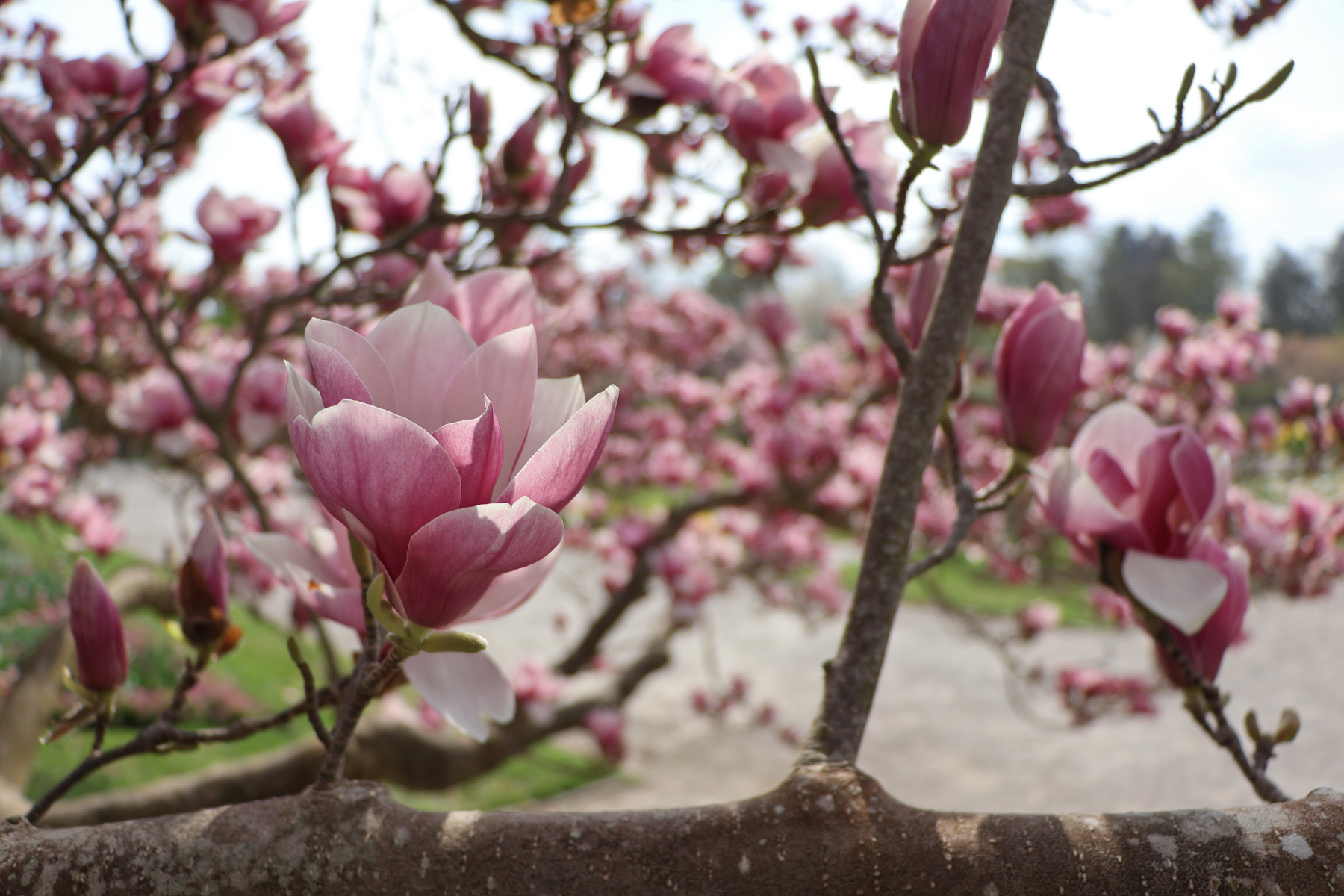 Botanischer Garten München Magnolien