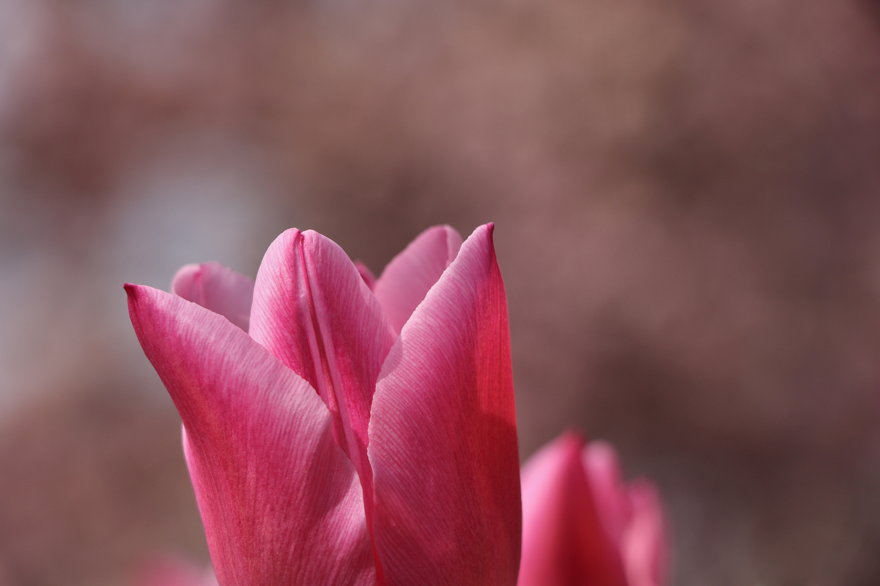 Botanischer Garten München Tulpen