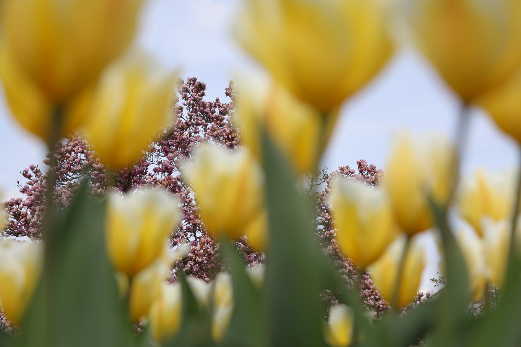 Botanischer Garten München Tulpen Magnolien