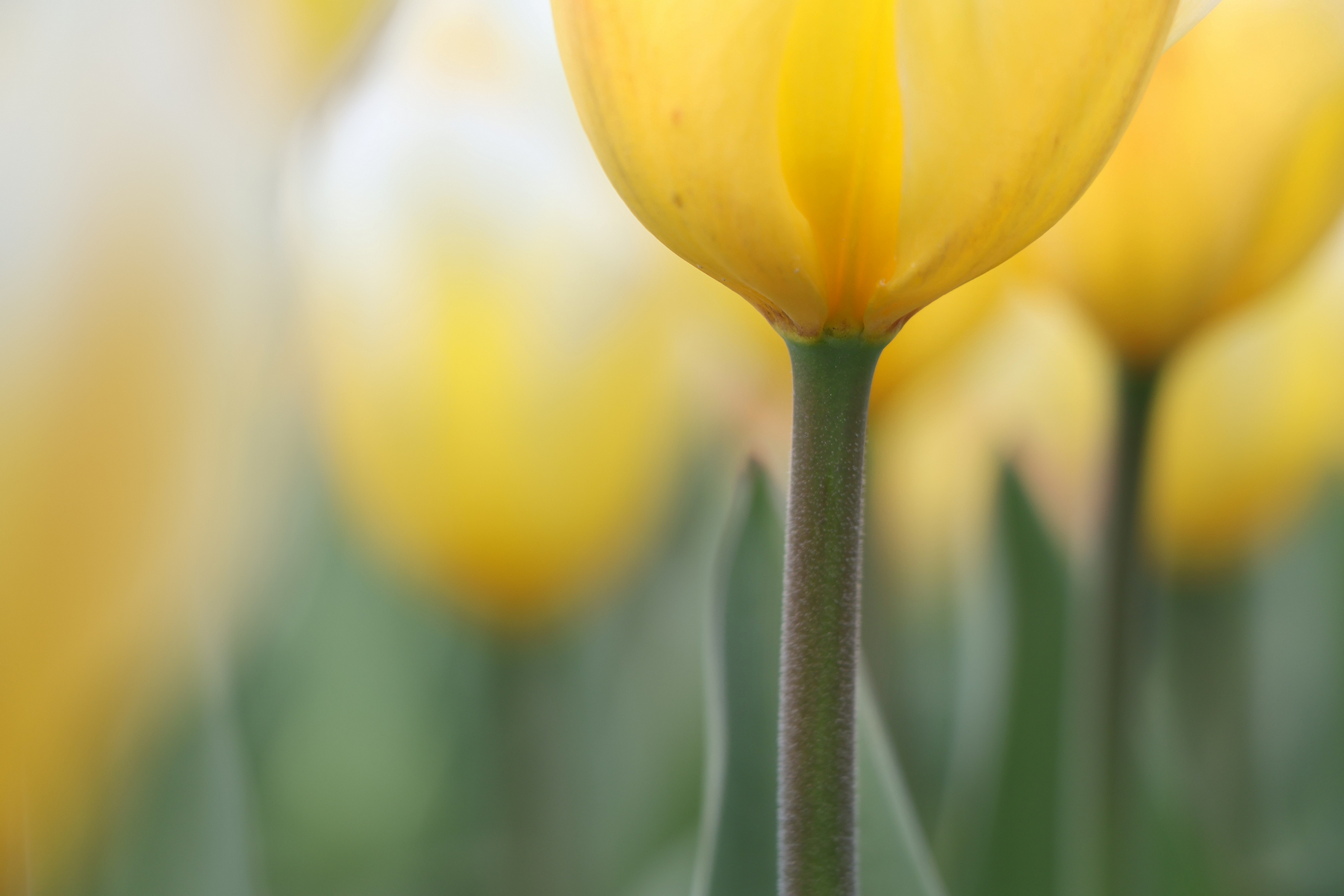 Botanischer Garten München Tulpen