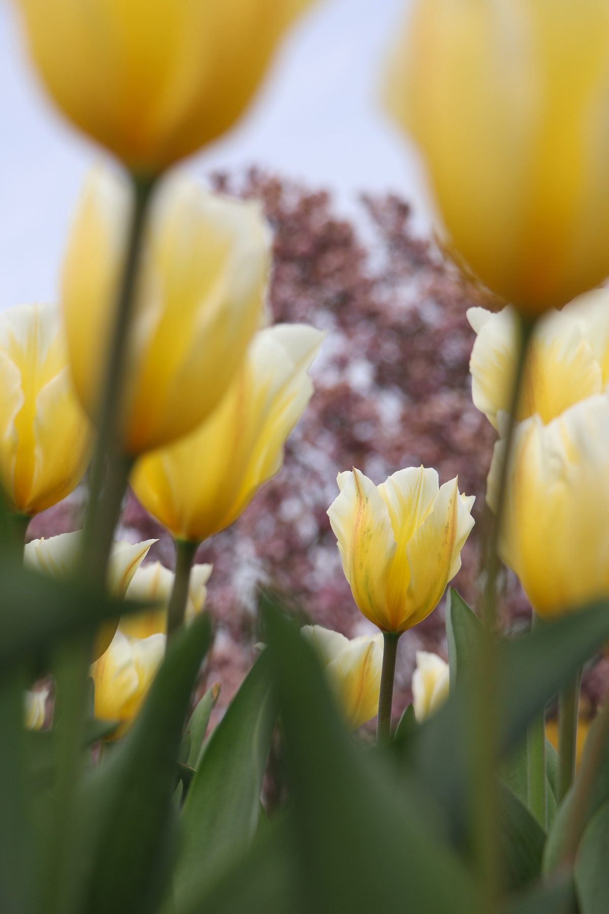 Botanischer Garten München Tulpen Magnolie