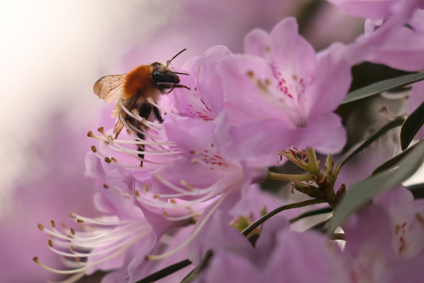 Botanischer Garten München Hummel Rhododendron