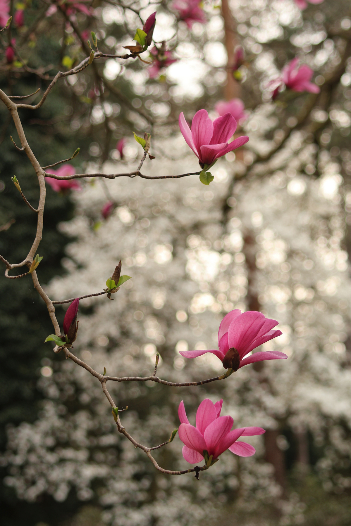 Botanischer Garten München Magnolien