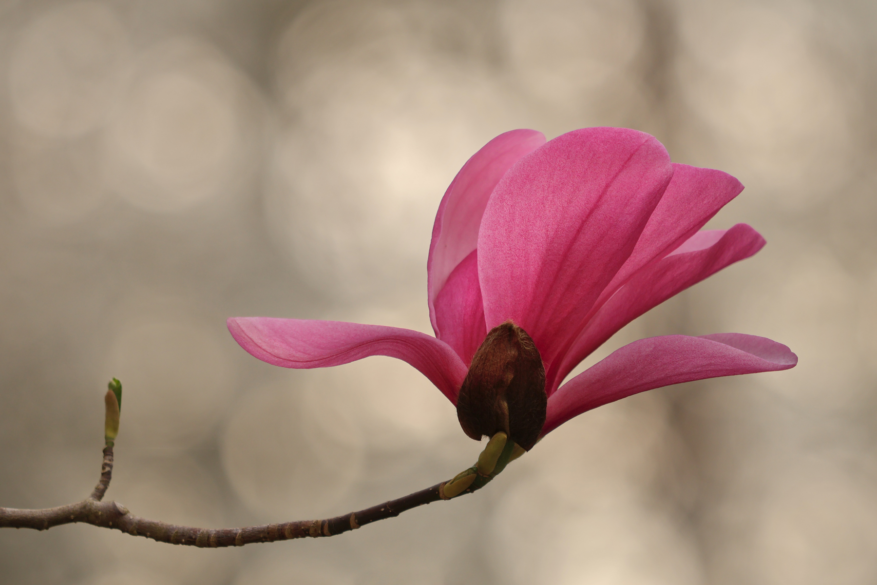 Botanischer Garten München Magnolie