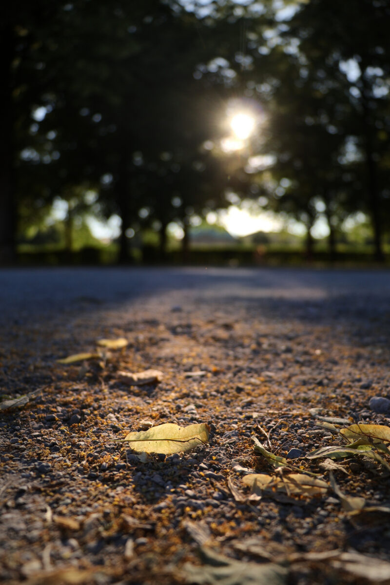 München Hofgarten Abendlicht Sommer Sonne