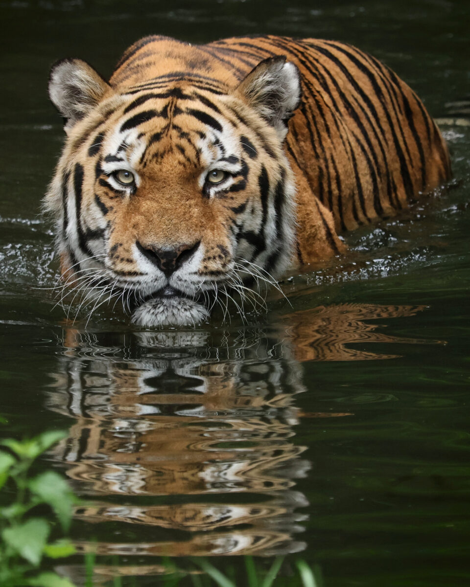 Sibirischer Tiger Jegor badet im Wasser Tierpark Hellabrunn