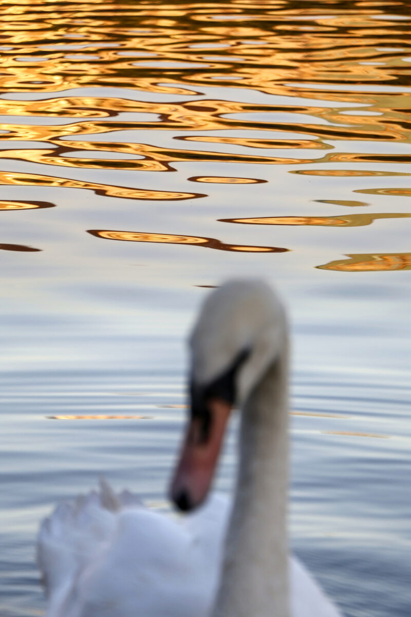 Hamburg Binnenalster Alsterschwan Goldene Stunde Abstrakt