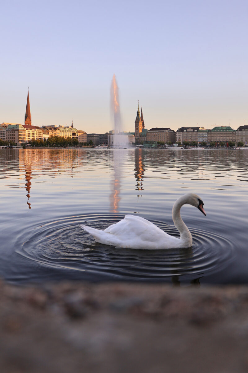 Hamburg Binnenalster Alsterschwan Rathaus Fontäne Goldene Stunde Sonnenuntergang Abends