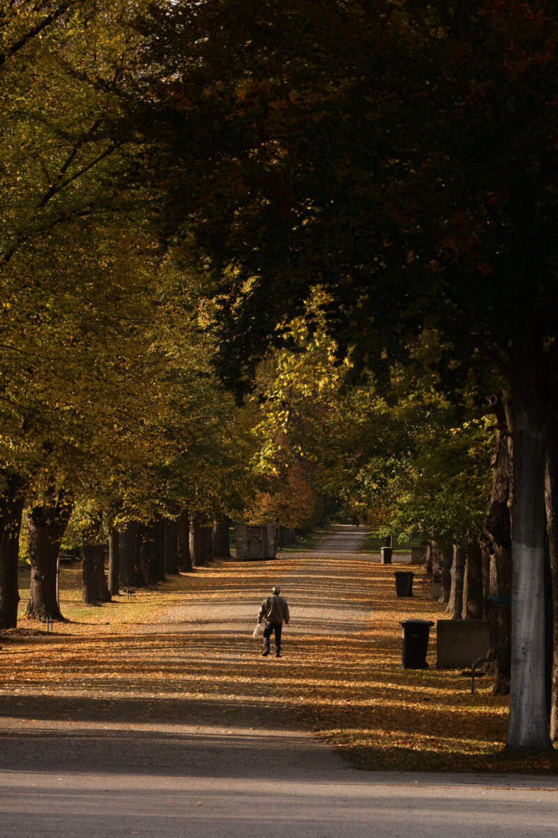 Wien Zentralfriedhof Allee Herbst