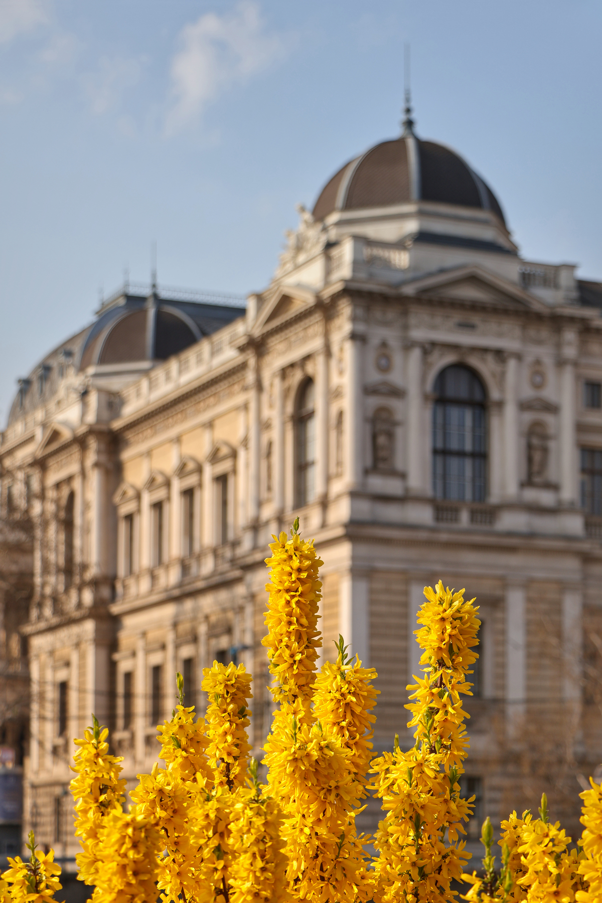 Wien Schottentor Universität Frühling Blüten
