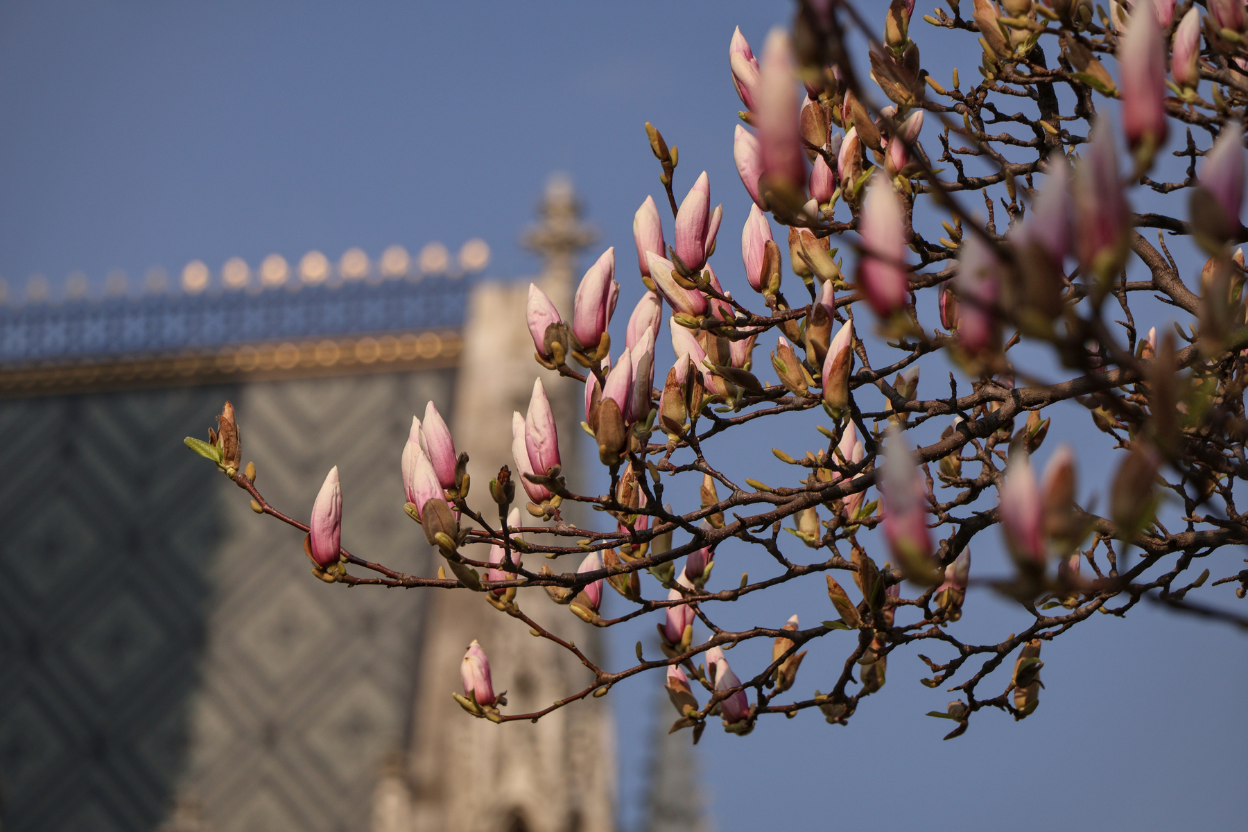 Wien Votivkirche Magnolie Frühling Details