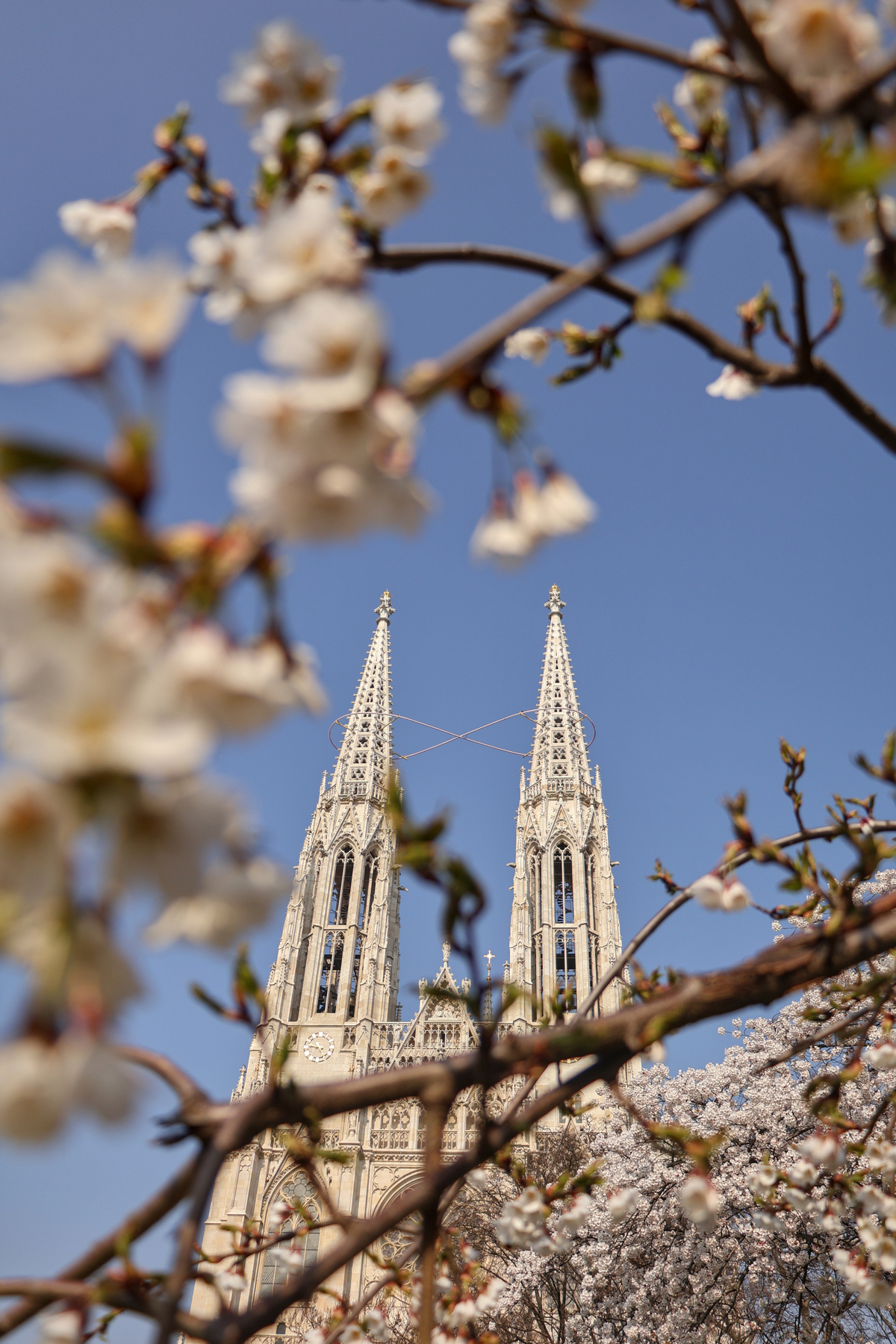 Wien Votivkirche Frühling Baumblüte
