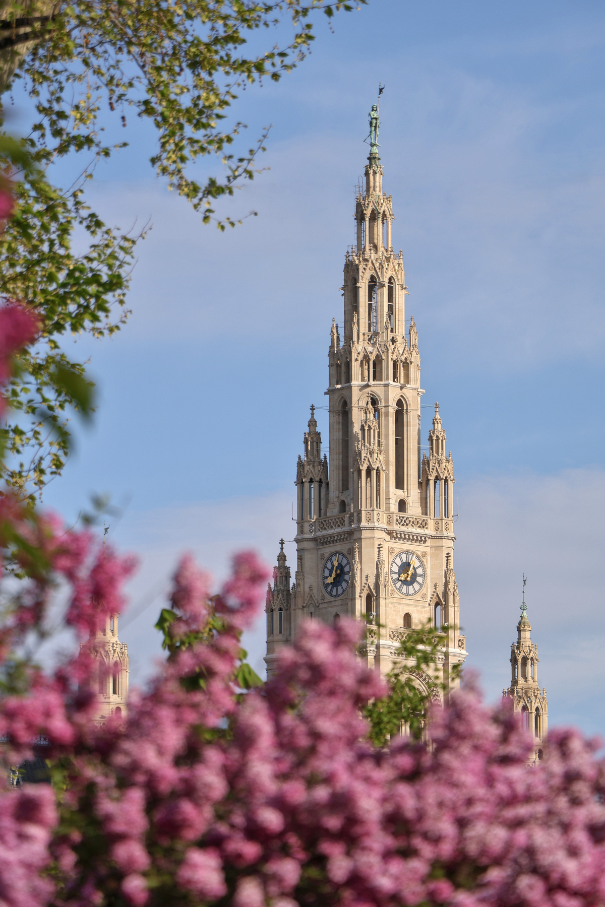 Wien Rathaus Frühling Blüten Volksgarten