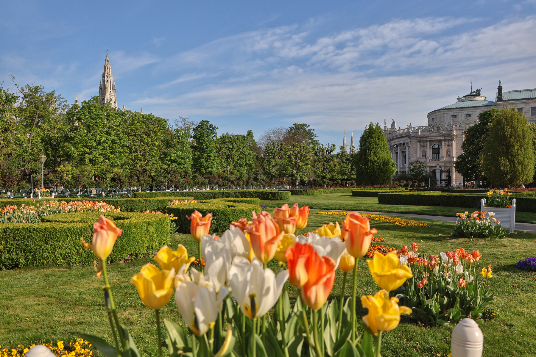 Wien Volksgarten Frühling Tulpen Rathaus Burgtheater