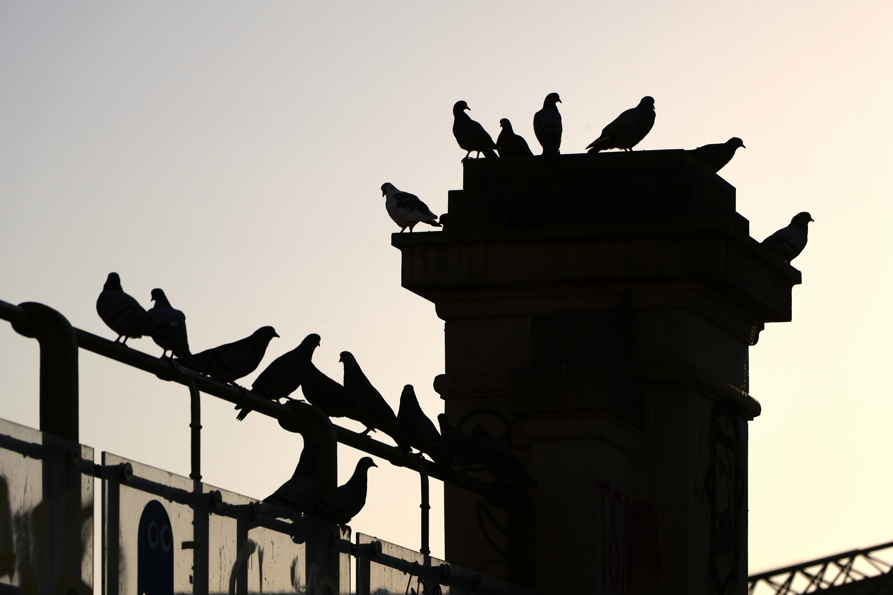 Wien Spittelau Tauben Silhouetten Goldene Stunde