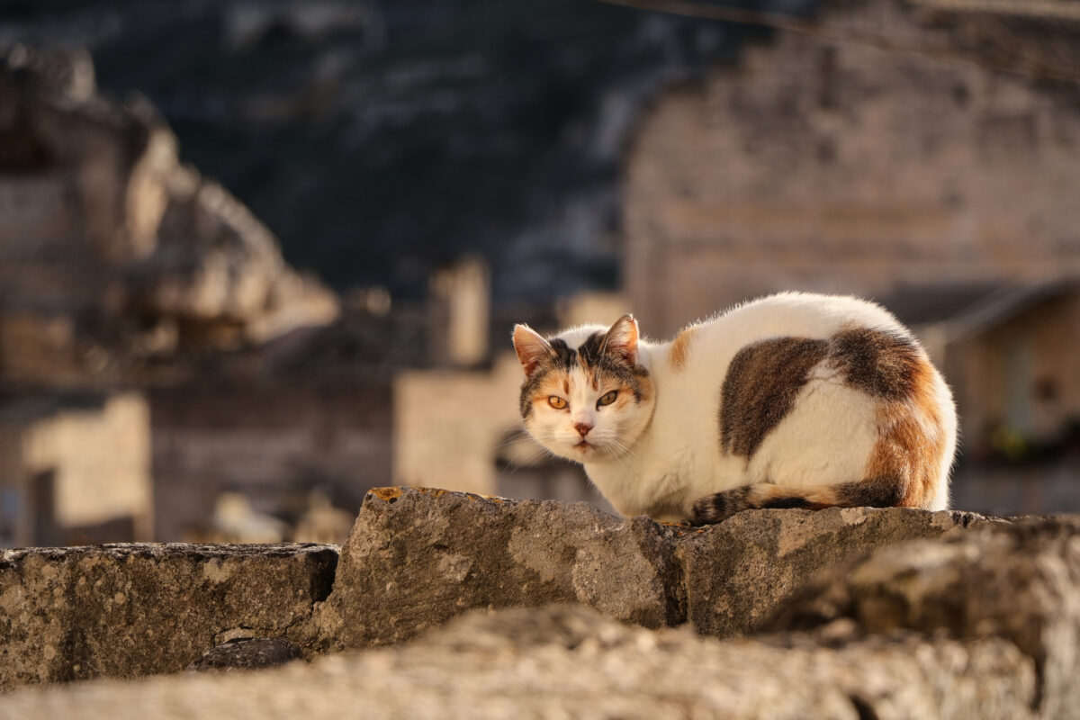 Sassi di Matera Katze