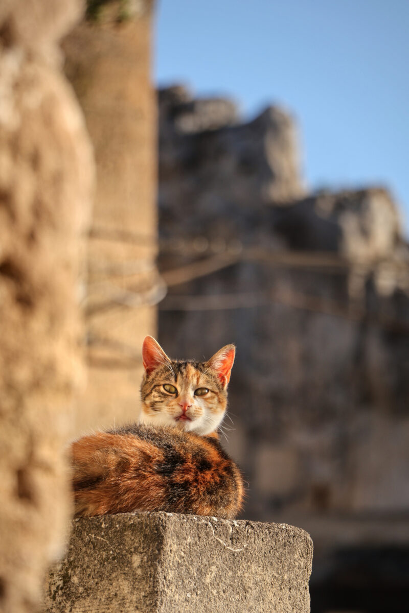Sassi di Matera Katze