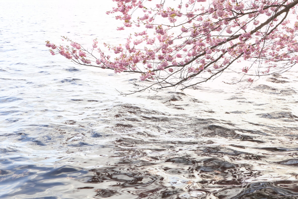 Hamburg Binnenalster Kirschblüte am Wasser Details