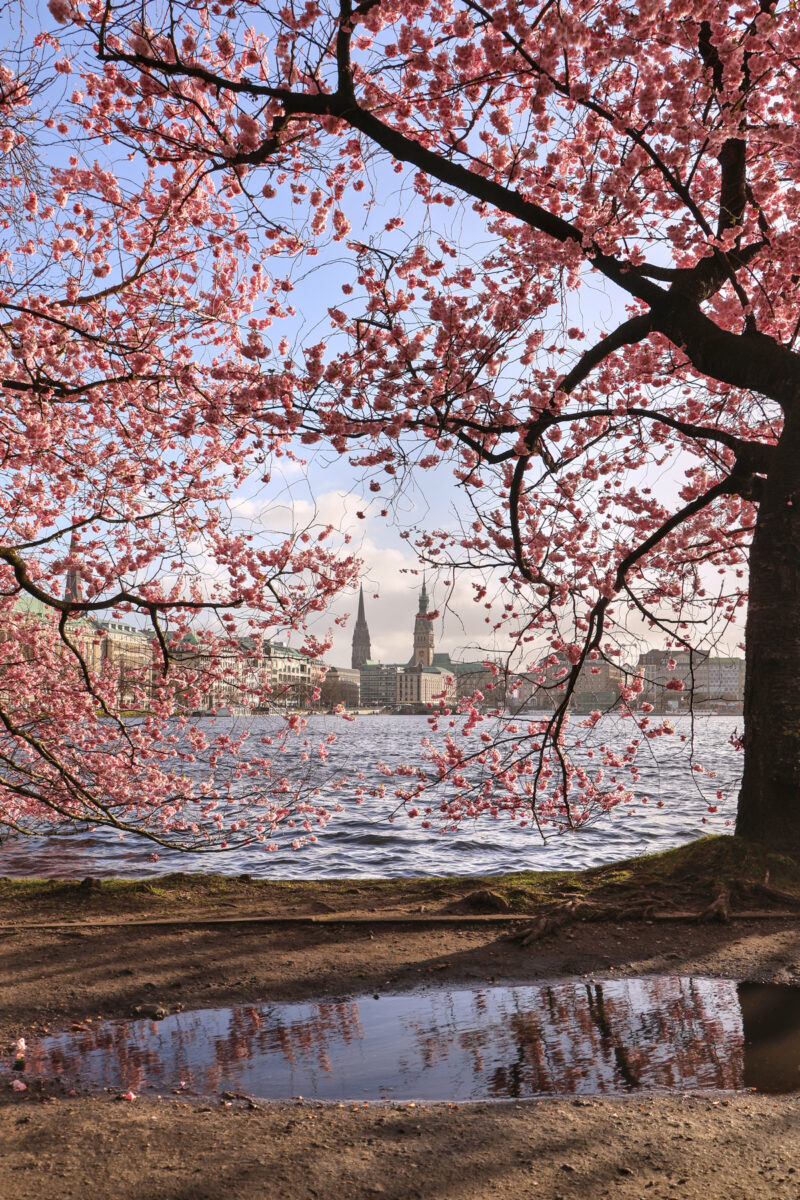 Hamburg Binnenalster Kirschblüte vor Altstadt Rathaus St. Nikolai