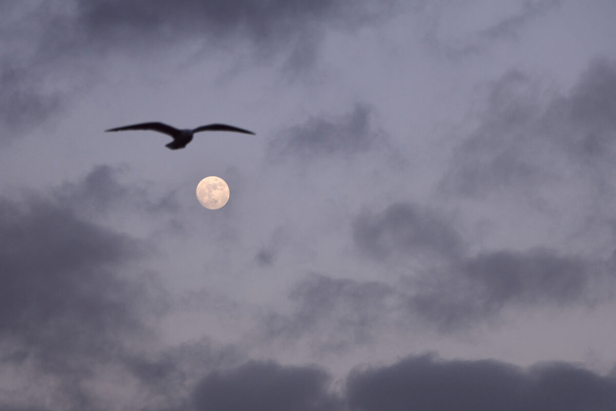Hamburg Möwe vor Mond