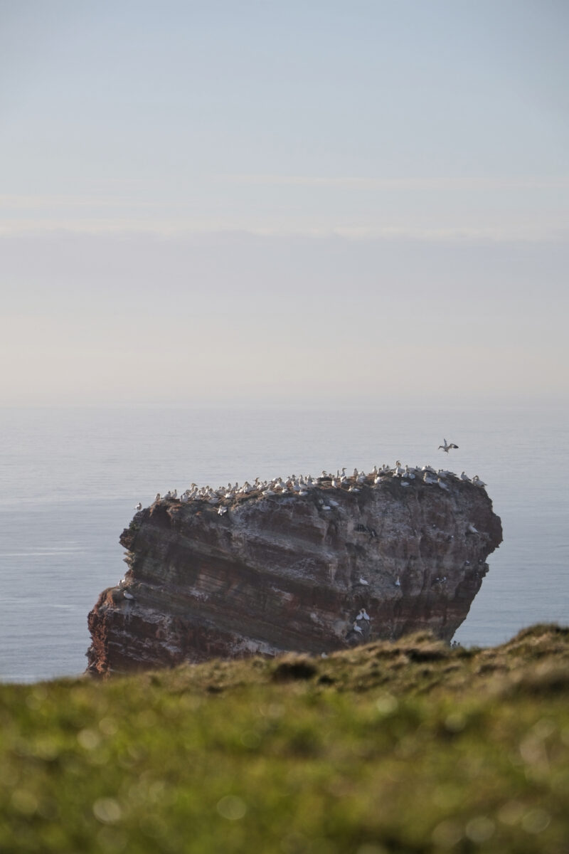 Helgoland Lange Anna Tölpel Landeanflug