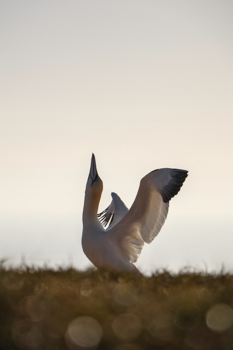 Helgoland Basstölpel im Gegenlicht vor dem Meer