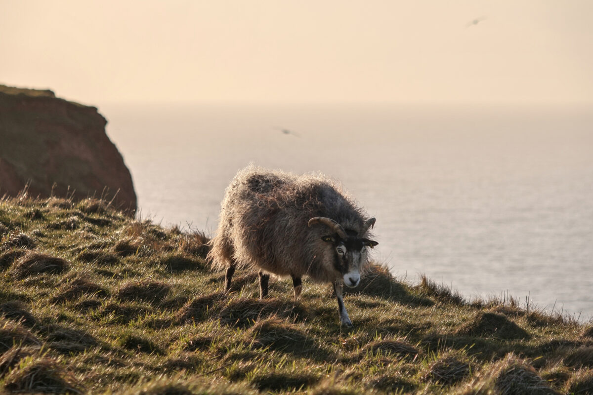 Helgoland Oberland Steilklippen Schaf Heideschnucke zur Goldenen Stunde