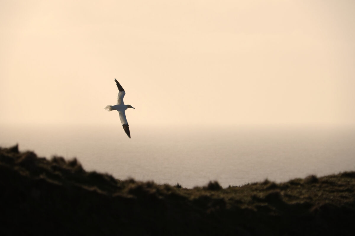 Helgoland Oberland Basstölpel im Flug Goldene Stunde