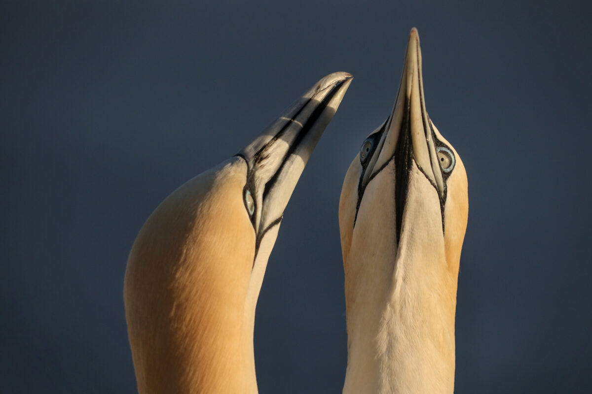 Helgoland Basstölpel Pärchen Portrait