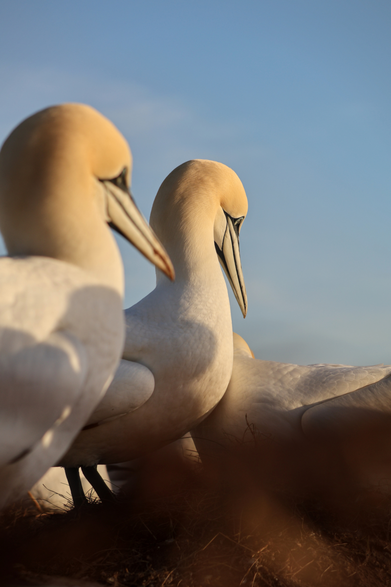Helgoland Basstölpel von Nahem