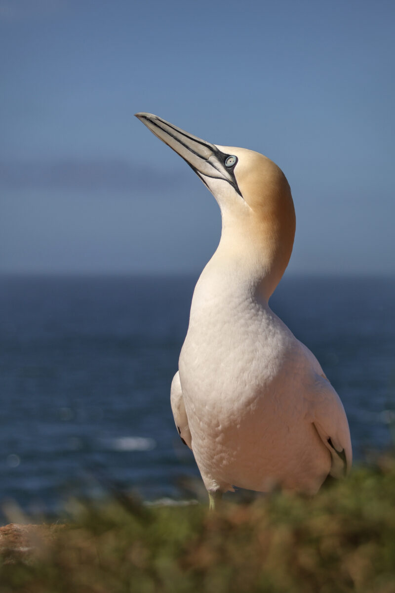 Helgoland Oberland Basstölpel vor dem Meer