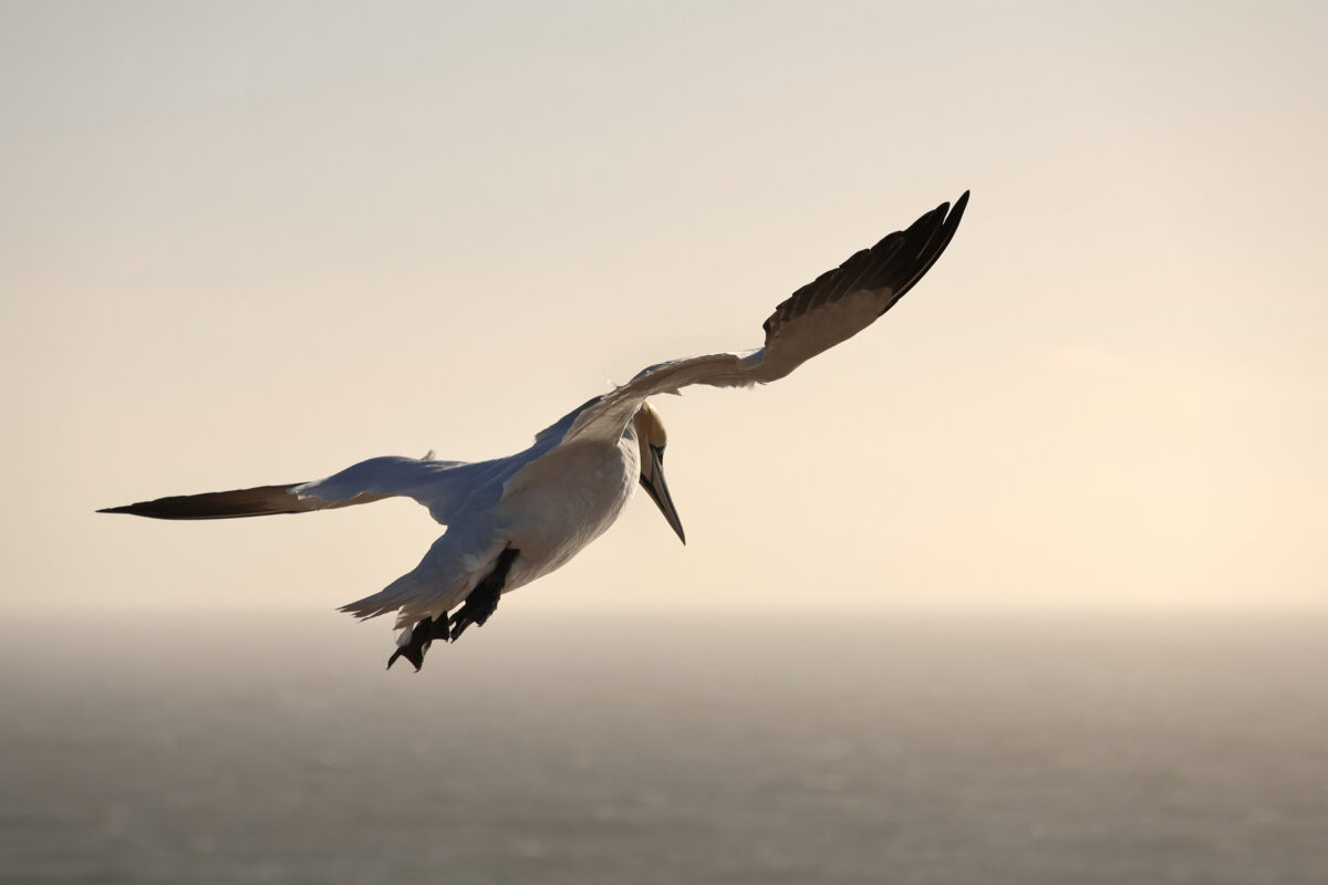 Helgoland Basstölpel im Flug zur Goldenen Stunde