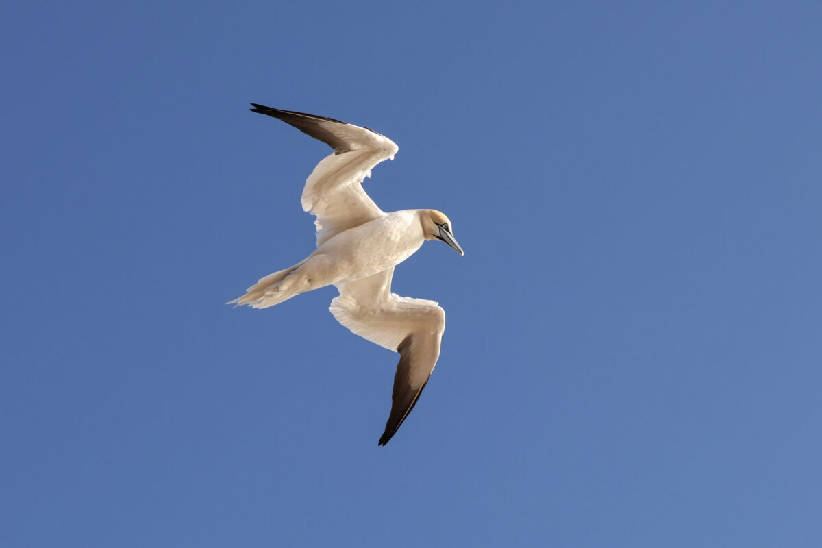Helgoland Basstölpel im Flug