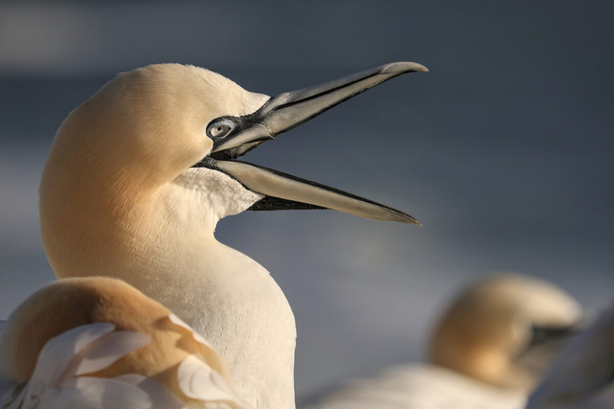 Helgoland Basstölpel gähnend Portrait