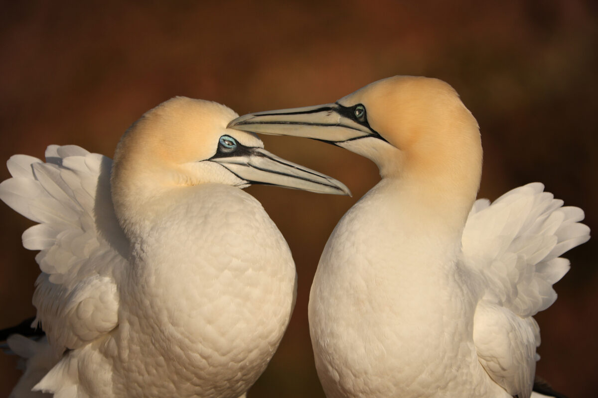 Helgoland Basstölpel Pärchen