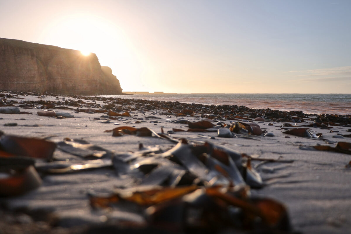Helgoland Nordstrand zur goldenen Stunde Gegenlicht Algen Steilklippen