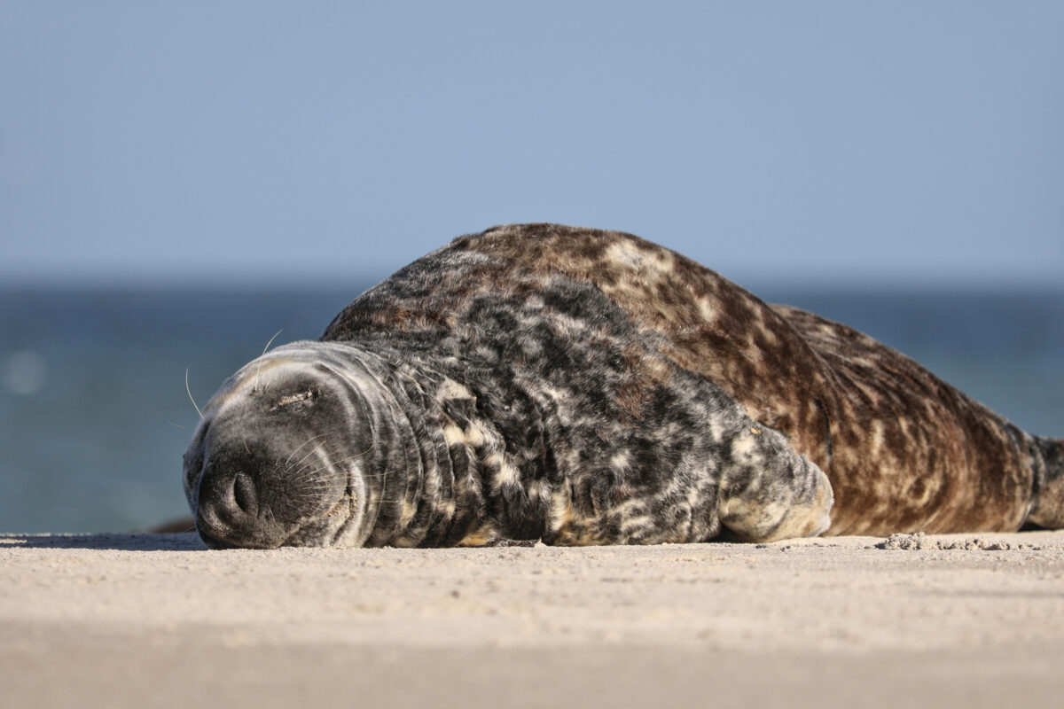 Helgoland Düne Kegelrobbe schläft am Strand