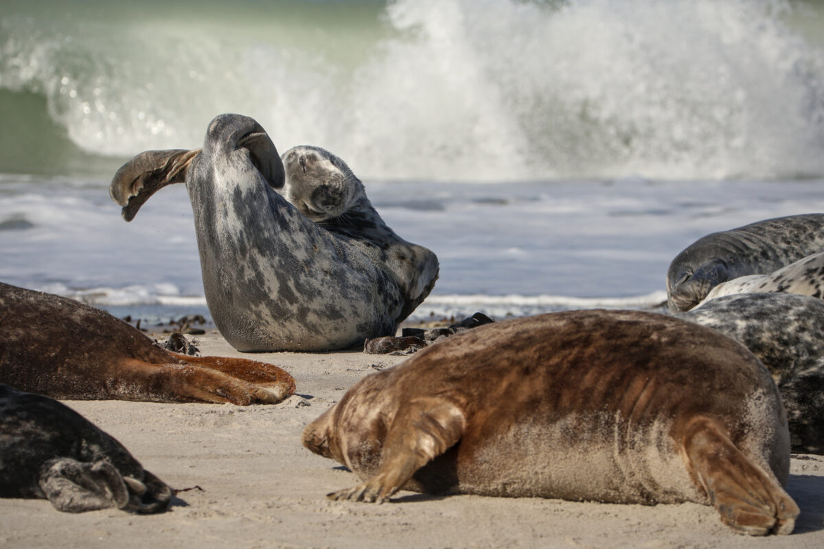Helgoland Düne Kegelrobben am Strand