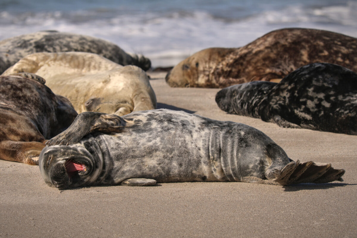 Helgoland Düne gähnende Kegelrobbe am Strand