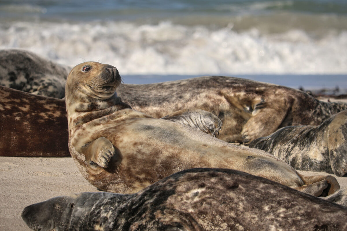 Helgoland Düne Kegelrobben am Strand