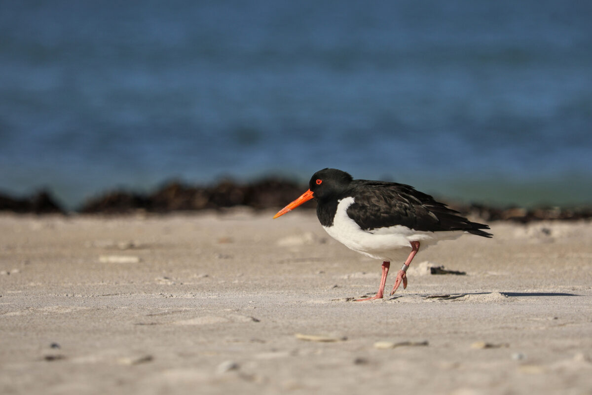 Helgoland Düne Austernfischer am Strand
