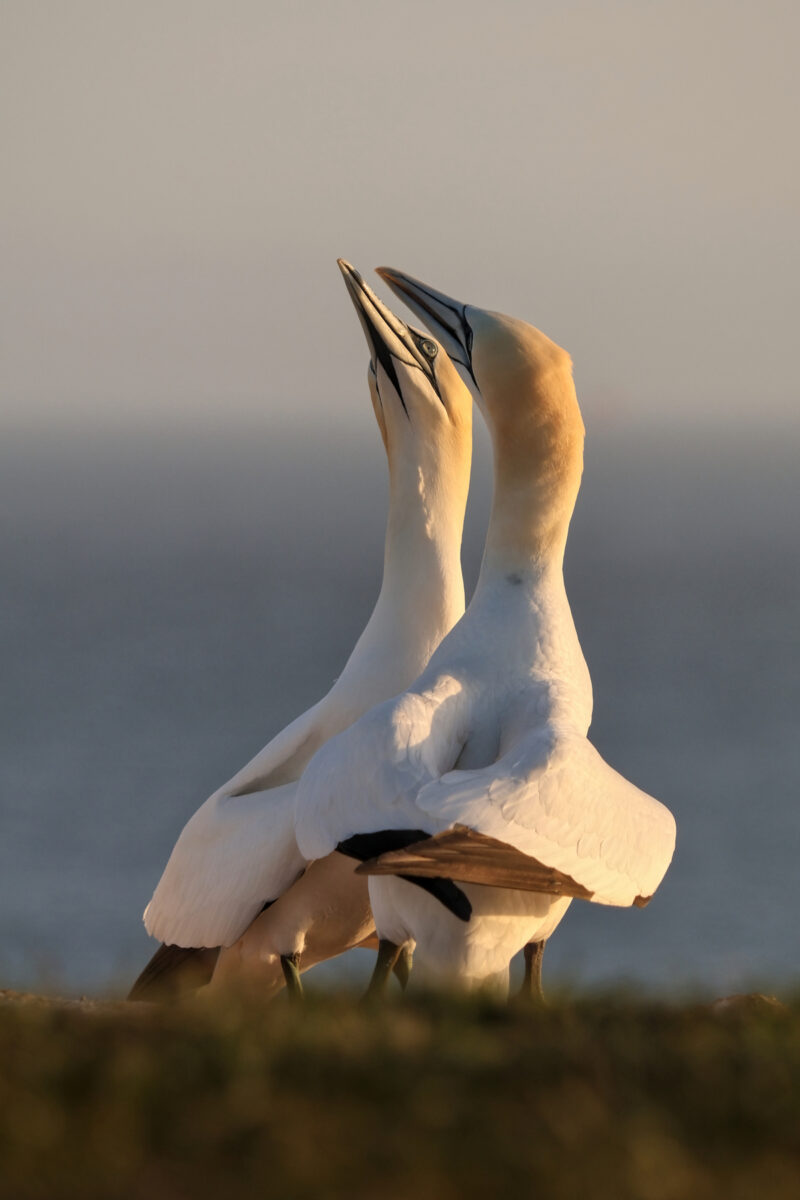 Helgoland Oberland Basstölpel Pärchen vor dem Meer Goldene Stunde