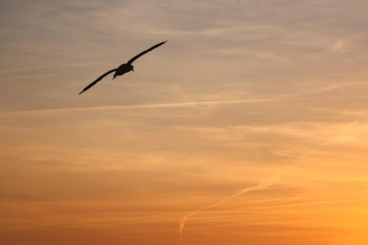 Helgoland Basstölpel im Flug Sonnenuntergang
