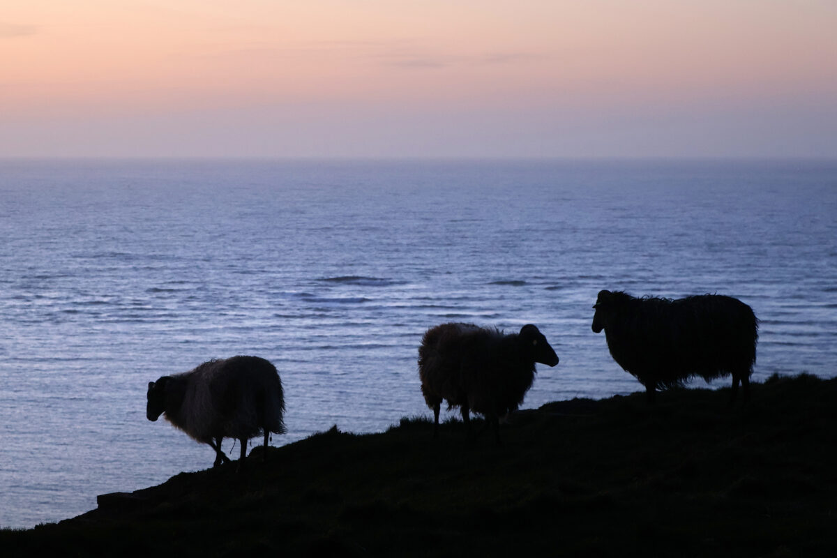 Helgoland Schafe Heideschnucken im Sonnenuntergang vor dem Meer Silhouetten